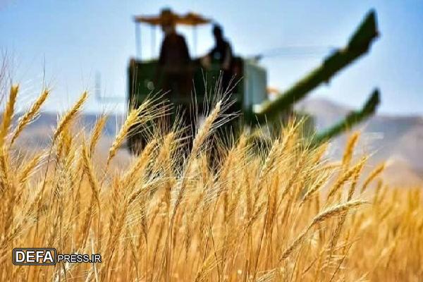 پیش بینی برداشت ۸۸۰ هزار تن گندم و سود ۱۸ هزار میلیارد تومانی برای کردستان