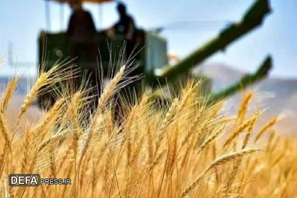 قروه کردستان رتبه نخست کیفیت تولید گندم کشور را دارد