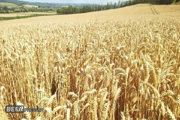 تا کنون قریب ۳۵ درصد از مطالبات کشاورزان کردستان پرداخت شده است