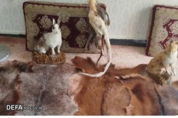 هفت مورد تاکسیدرمی جانوری در حال قاچاق در مرز باشماق مریوان کشف شد
