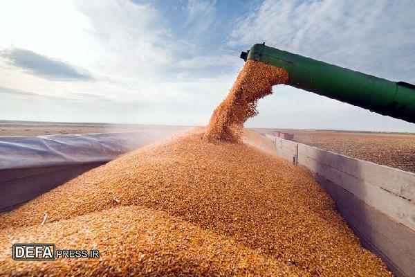 از ابتدای فصل برداشت تا کنون ۸۰۰ هزار تن گندم تضمینی خریداری شده است