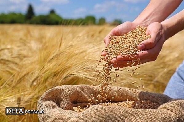 مطالبات گندم‌کاران کردستان تا پایان شهریور به‌صورت کامل پرداخت می‌شود