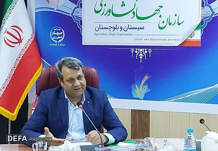 سیستان و بلوچستان با ۷۵ هزار هکتار نخلستان پیشتاز در تولید خرمای کشور