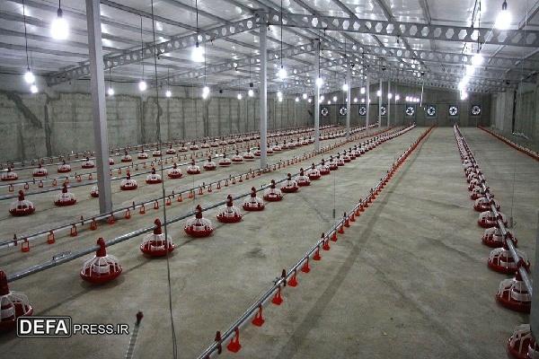 مرغداری گوشتی با ظرفیت تولید ۲۰۰ تُن گوشت در قروه کردستان افتتاح شد