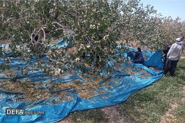 آغاز برداشت پسته از باغ های شهرستان مه ولات