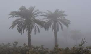 وزش باد و مه صبحگاهی در استان بوشهر