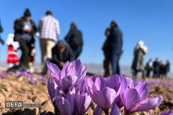 آغاز تور‌های گردشگری زعفران به مقصد تربت حیدریه