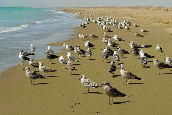 فیلم / مهاجرت پرندگان مناطق سردسیر به جنوب سیستان و بلوچستان