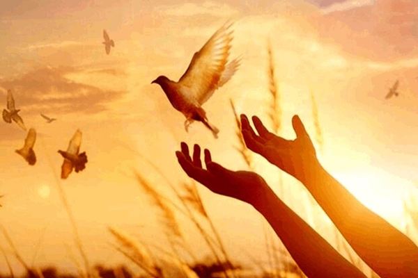 آزادی سومین محکوم به قصاص با عنایت امام رضا (ع) در البرز