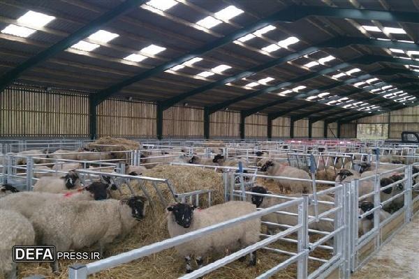 اجرای طرح‌های نوین در دامداری‌ها موجب افزایش بهره‌وری تولید گوشت قرمز می‌شود