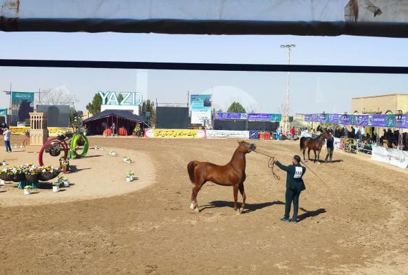 تصاویر/شانزدهمین دوره مسابقات زیبایی اسب اصیل عرب کشور در اشکذر