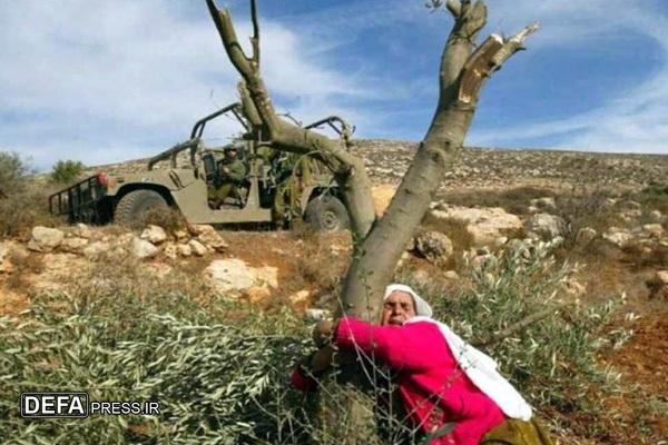 حماس: نهادهای بینالمللی جنایات شهرکنشینان صهیونیست در کرانه باختری را مستندسازی کنند حماس: نهادهای بینالمللی جنایات شهرکنشینان صهیونیست در کرانه باختری را مستندسازی کنند