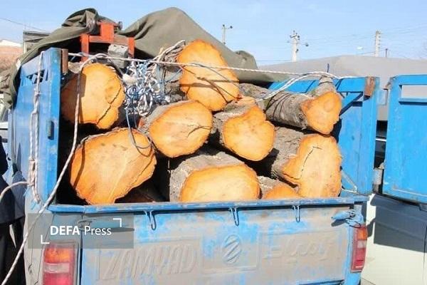 برخورد قاطع دادستانی آمل با قاچاقچیان چوب‌آلات جنگلی 