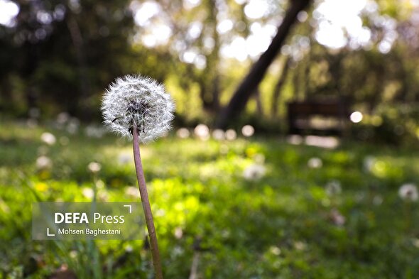 حال وهوای بهاری بوستانهای تهران