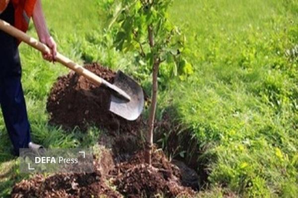 کاشت هشت هزار نهال به یاد شهدا در فارس کاشت هشت هزار نهال به یاد شهدا در فارس