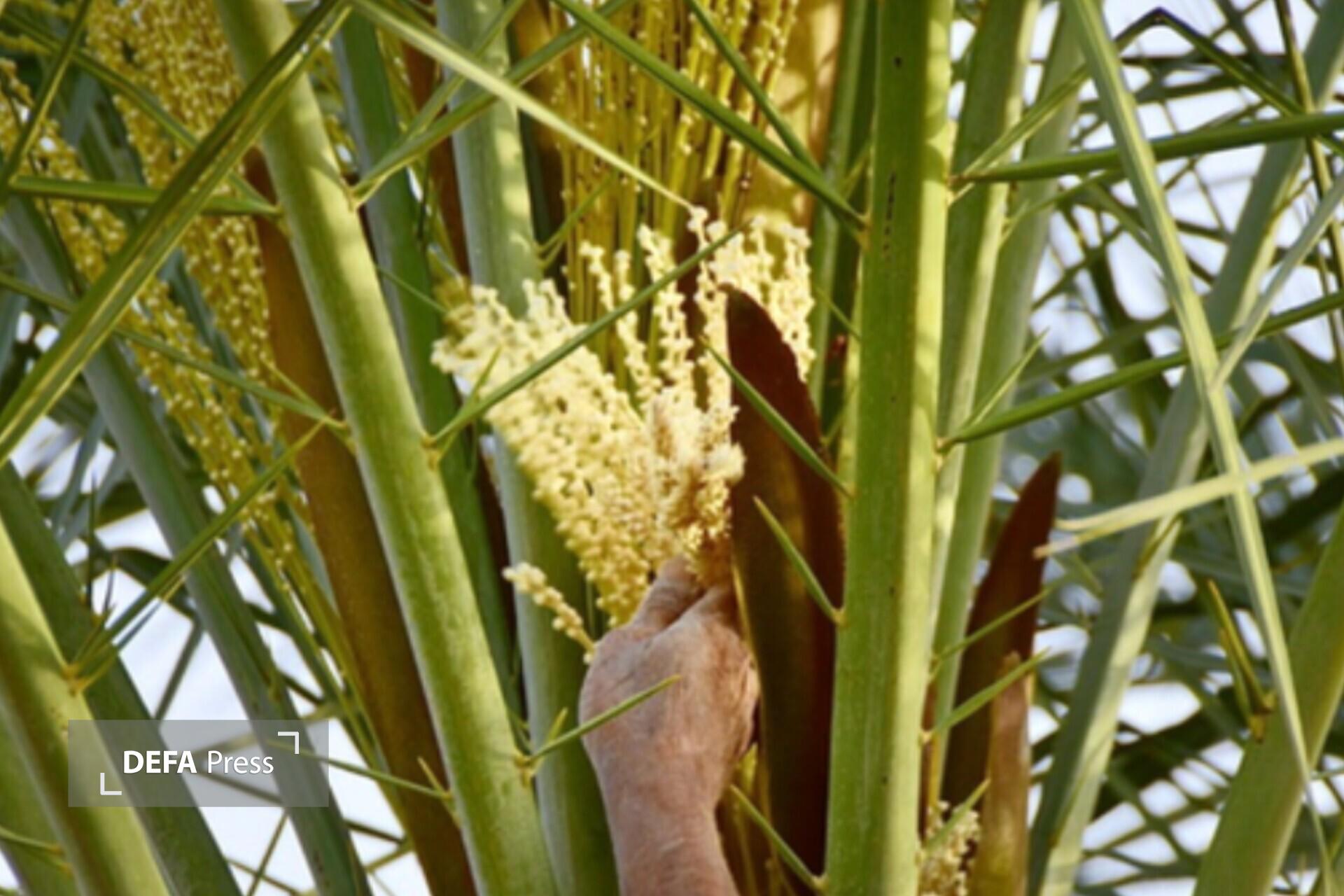 پیش بینی برداشت ۳۴ هزار تن خرما از نخلستان های رودان پیش بینی برداشت ۳۴ هزار تن خرما از نخلستان های رودان
