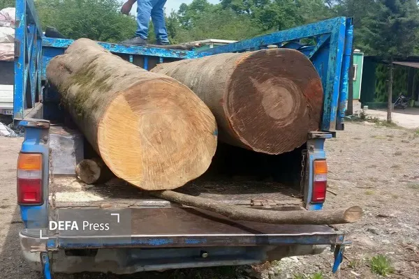 کشف ۶ تن چوب جنگلی قاچاق در شهرستان عباس‌آباد