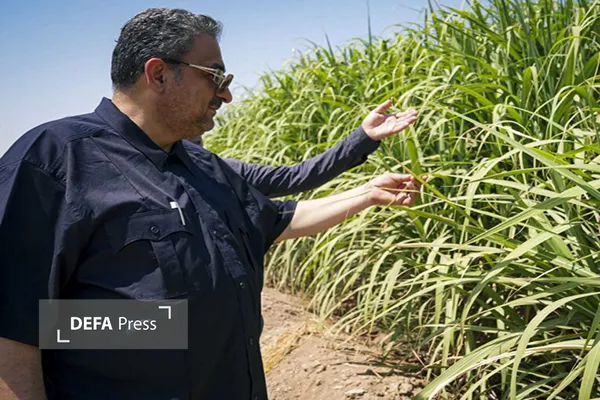 نیشکر خوزستان