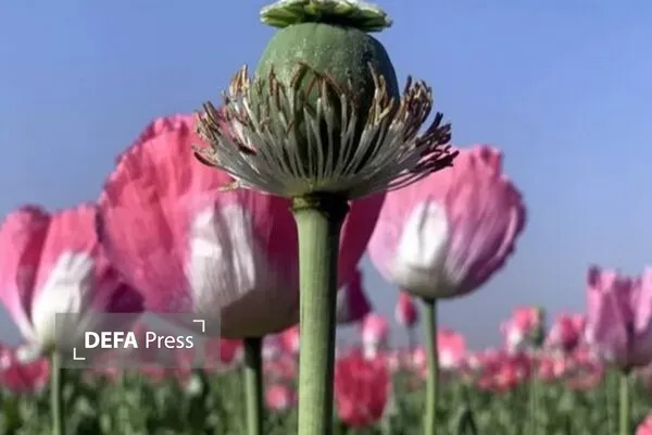 ستاد مبارزه با مواد مخدر