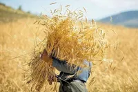 حکمرانی محلی و تاب‌آوری غذایی در شرایط جنگی