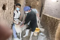 واکسیناسیون بیش از ۳ هزار رأس دام در اردوی جهادی دامپزشکی زارچ