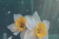 کسی که آمدنی بود و هست، می‌آید