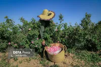 برداشت گل محمدی و گلاب گیری - قزوین