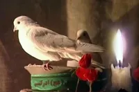 فیلم/ مراسم اربعین شهدای زنجانی عملیات «والفجر چهار»