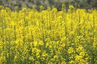کسب رتبه نخست تولید کلزا در کشور توسط خوزستان